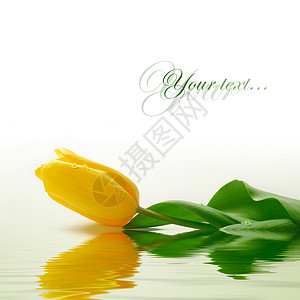 一朵郁金香的黄色花在水中图片