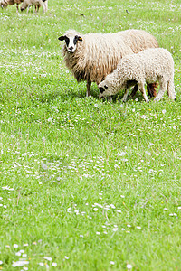 带羊羔的牧羊波斯尼亚图片