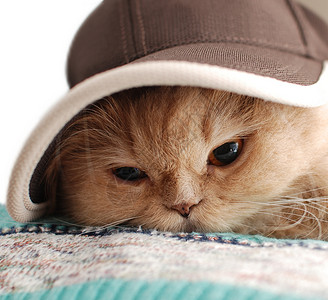 特写猫戴着帽子背景图片