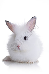 小白兔在白色背景上孤立背景图片