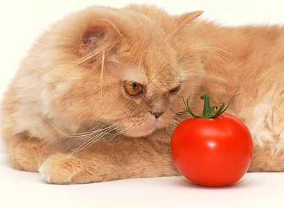 猫在闻番茄图片