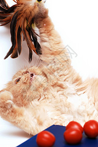 猫在西红柿后面玩具图片
