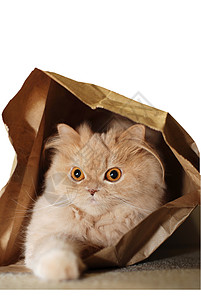 藏在包里的猫图片