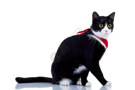 黑色和白色的黑猫与红色围巾摆图片
