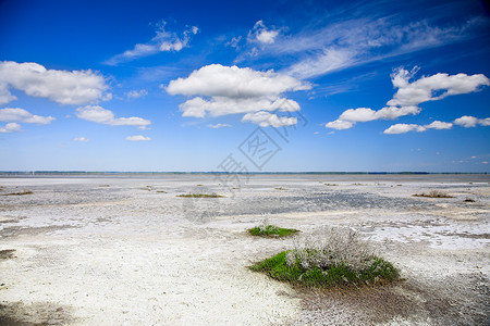 盐湖畔盐碱植物枯死图片