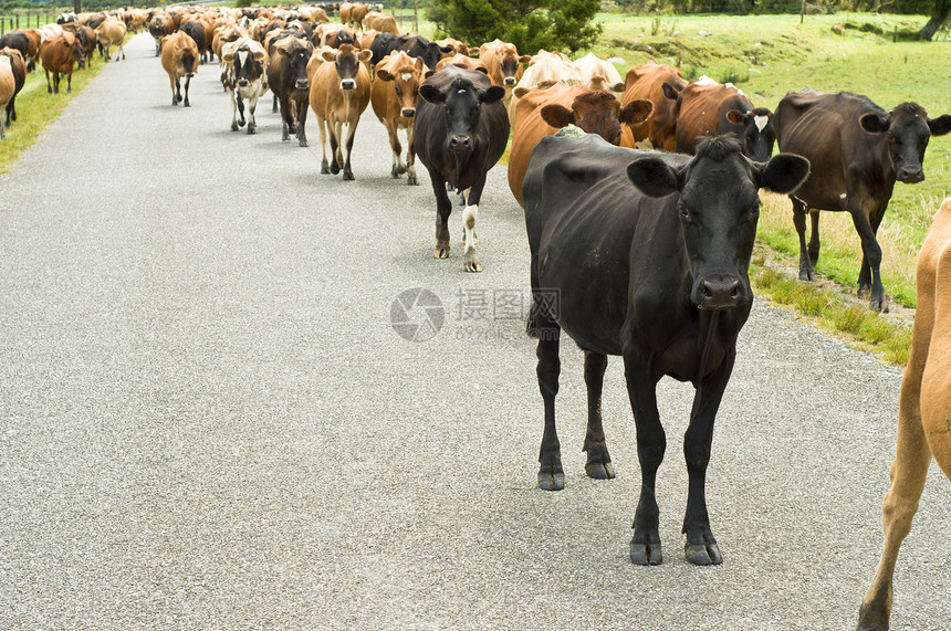 夏季公路上的牛车图片