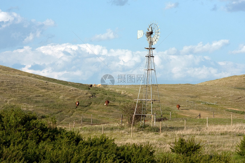 一只风车和奶牛在加拿大草原的滚图片