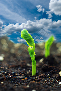 与天空一起成长的小植物图片