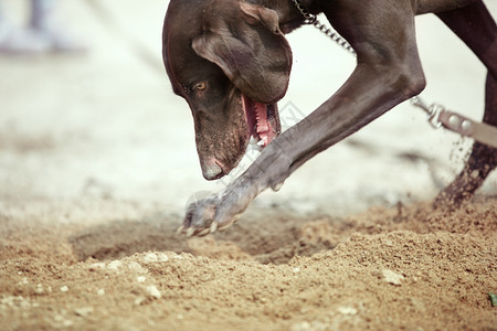 野外挖土的Kurzhaar狗图片