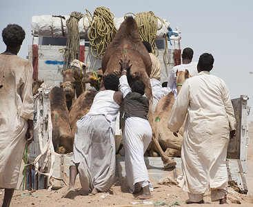 非洲骆驼市场一家非洲骆驼市场的贝都因商人将屈甲图片