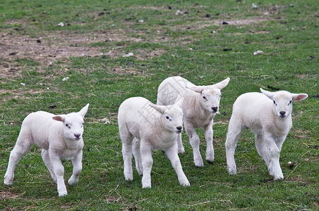 一群刚出生的小羊跑来去玩图片