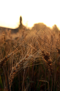 一个小麦种植园在日落的阳光图片