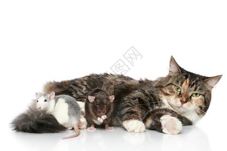 毛猫和斑马老鼠躺在白图片