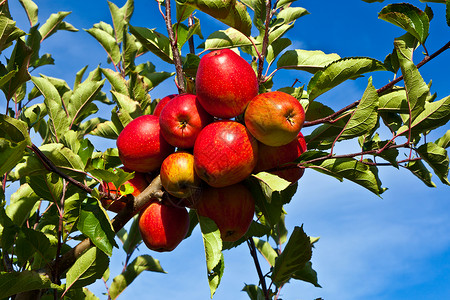 树上成熟的果味苹果图片