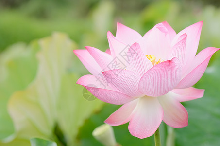 花朵大自然的风景在户外以粉色图片