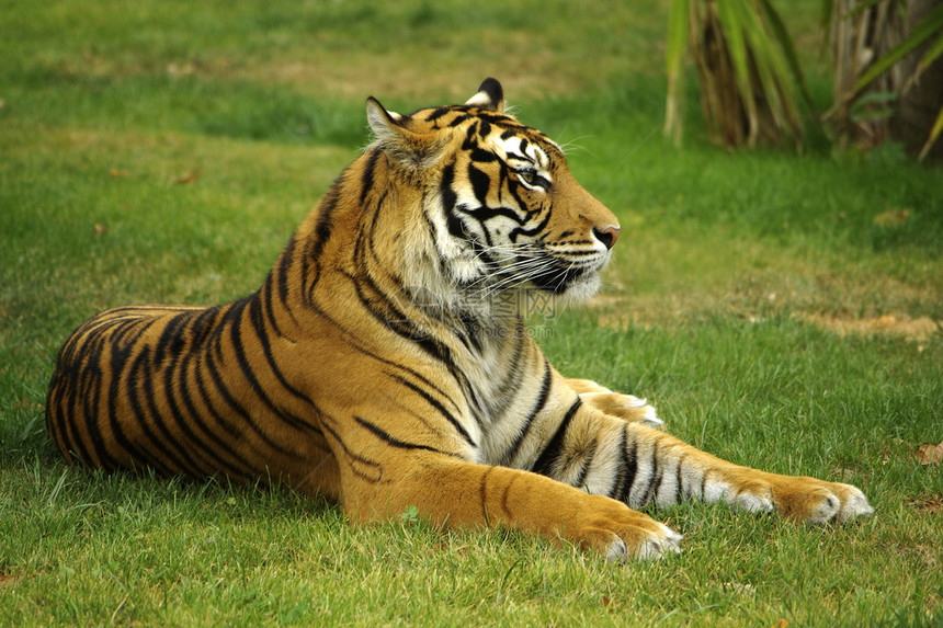 野老虎躺在绿草丛中图片