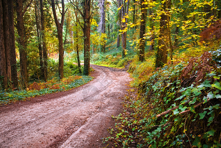 秋季有徒步小径的森林景观图片