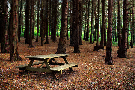 森林景观配有木制野餐桌和长凳图片
