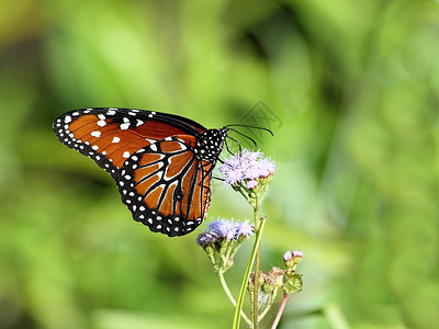 佛罗里达大沼泽地一只美丽的女王蝴蝶栖息在蓝图片