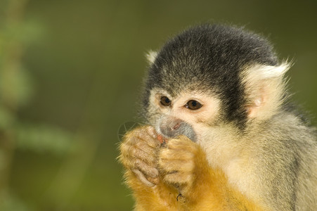 小松鼠猴吃东西图片
