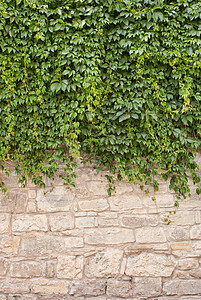 老墙壁和葡萄的背景图片
