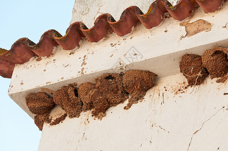 燕子在屋檐下筑巢图片