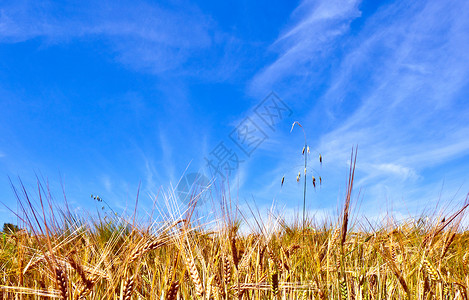 金色的玉米田，蓝天图片