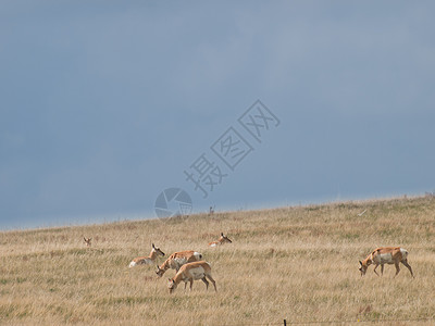 在怀俄明州夏延平原上放牧叉角羚图片