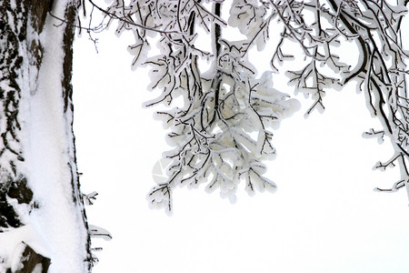 冬季素描雪中的树枝图片