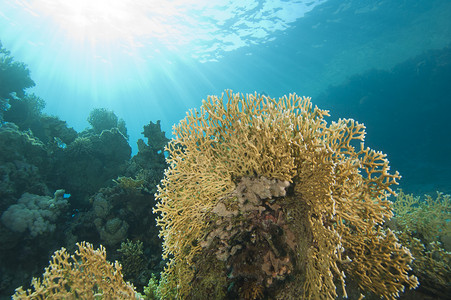 美丽的水下珊瑚礁在太阳中图片
