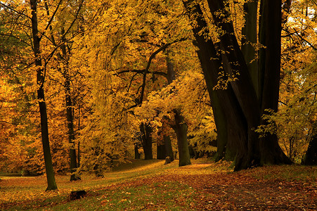 秋天公园树图片