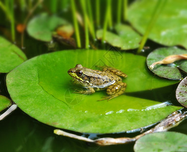 一只青蛙在荷叶上休息图片