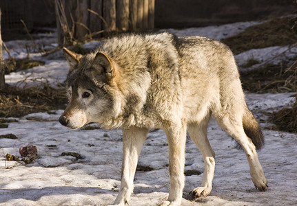 野狼在雪上行走在莫斯图片