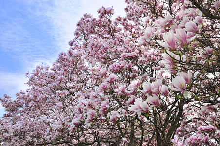 树上的粉色和白色玉兰花图片
