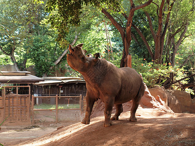 Rhino向吊树枝张嘴在火奴鲁动物图片