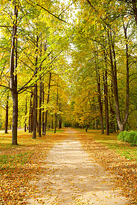 秋天公园里的枫树胡同图片