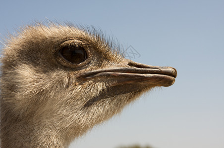 一个好奇的Ostrich图片