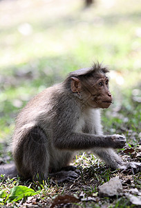 在印度南部喀拉邦西加茨的Periyar野生动物保背景图片
