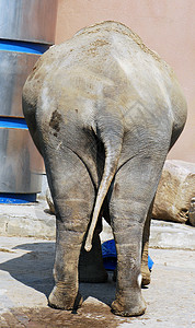 大象的背面特写背景图片