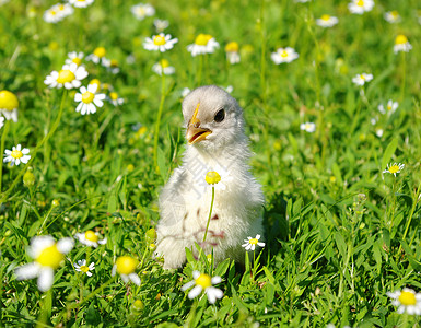 草地上的小鸡背景图片