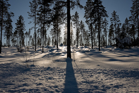 冬天树木的剪影图片