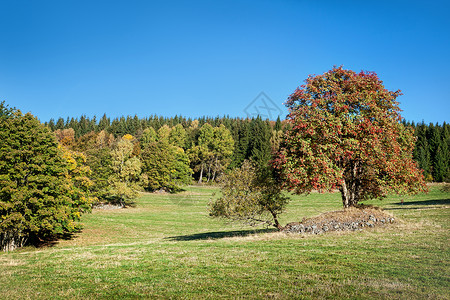 与秋天的颜色的森林风景图片