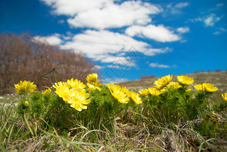 黄色的花朵Adonisvernalis图片
