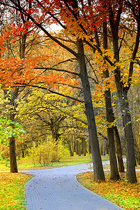 秋天的公园黄叶小巷图片