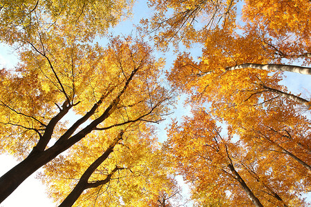 秋天的山毛榉树映衬着蓝天图片