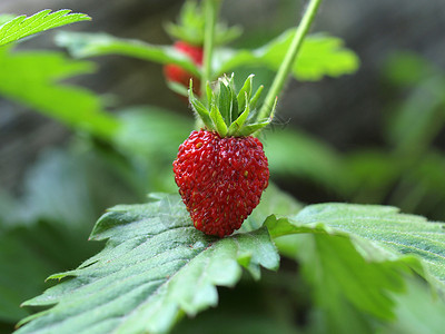 有绿叶和果实的草莓植物图片