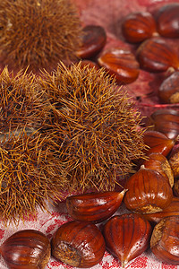 秋季典型的新鲜栗子果实背景图片