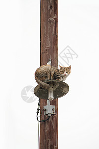 电塔上的流浪猫图片