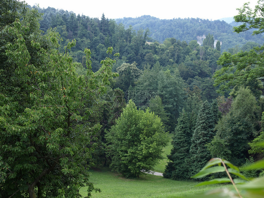 绿山上的树木森林图片