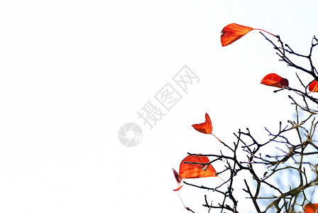 秋天的树叶白色的树枝图片